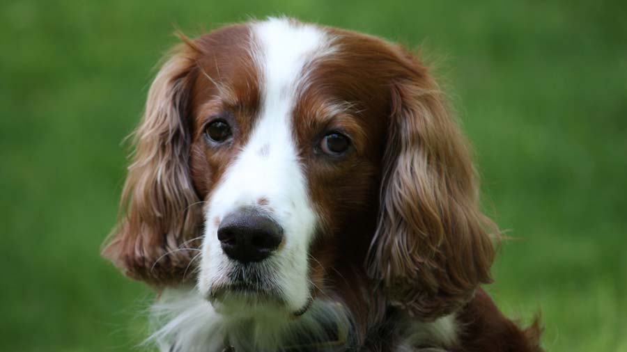 irish red and white setter