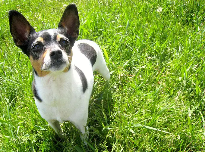 rat terrier mix