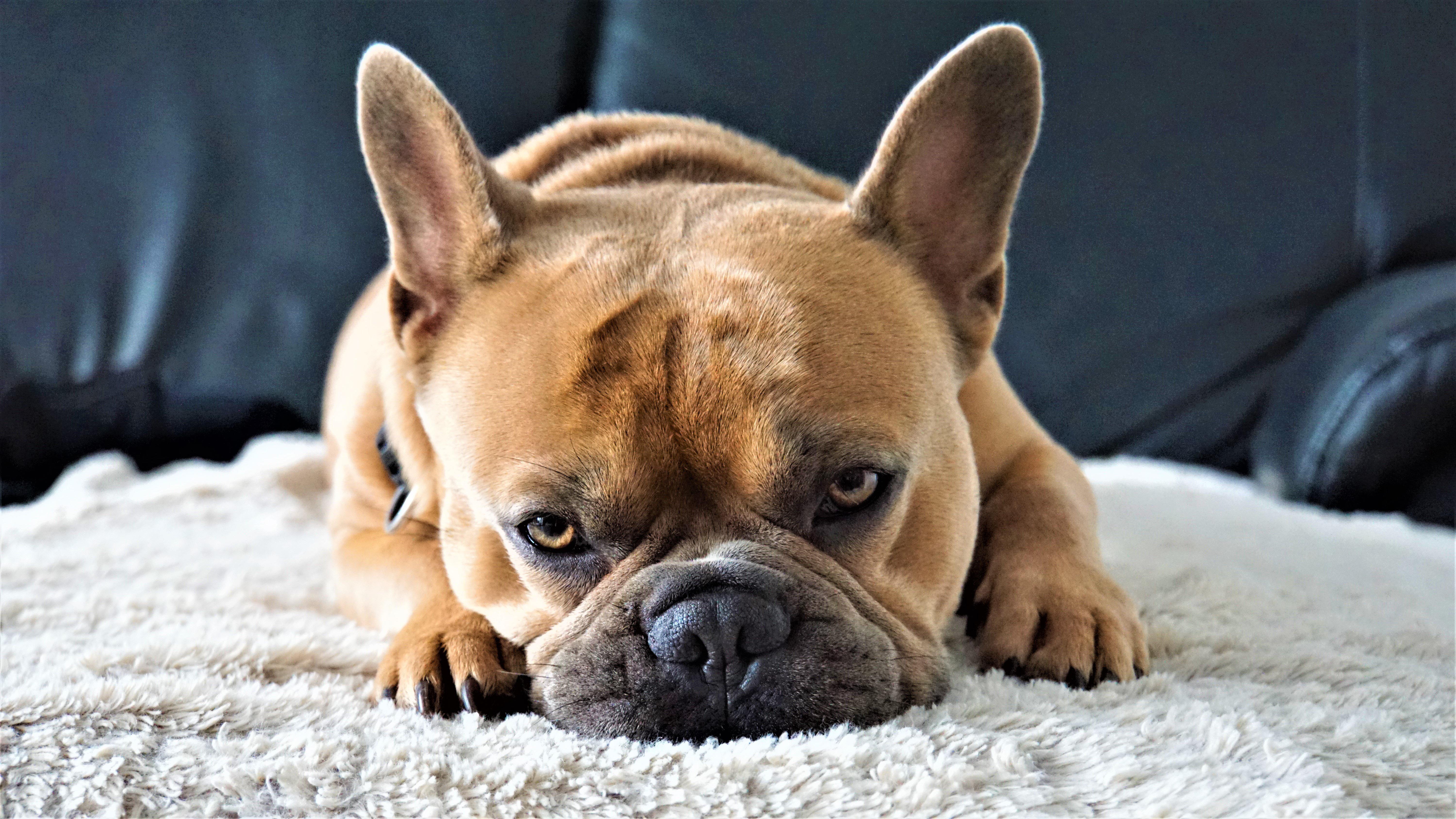 french bulldog, dog, on the couch