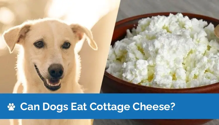 can dogs eat cottage cheese