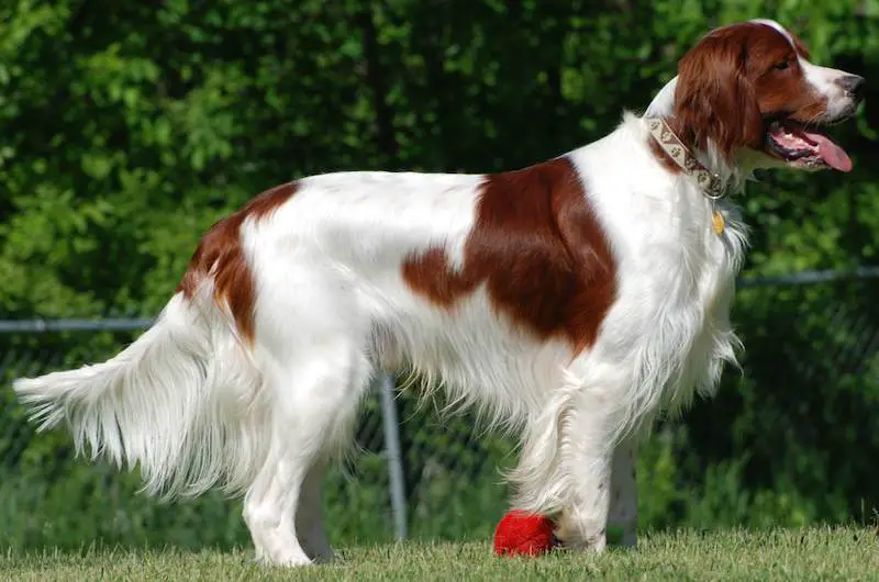 irish red and white setter