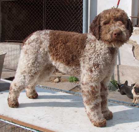 7 Interesting Facts On Lagotto Romagnolo Puppies And More!