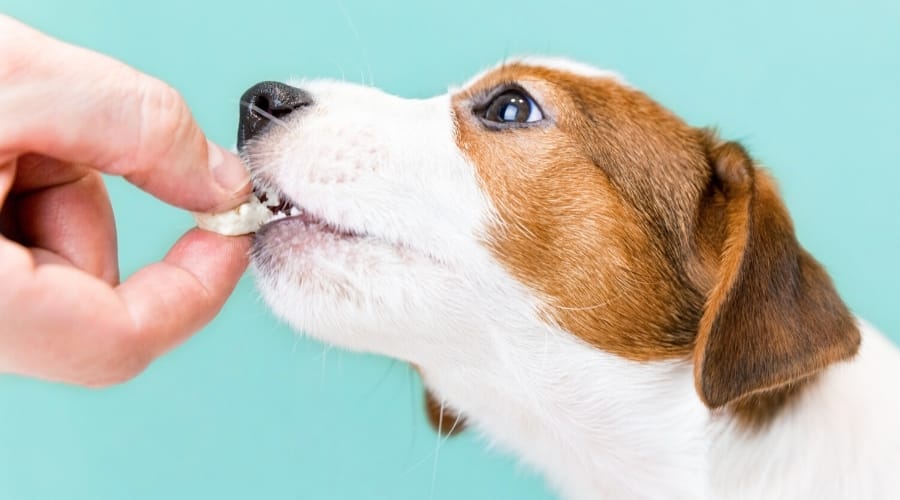 can dogs eat cottage cheese