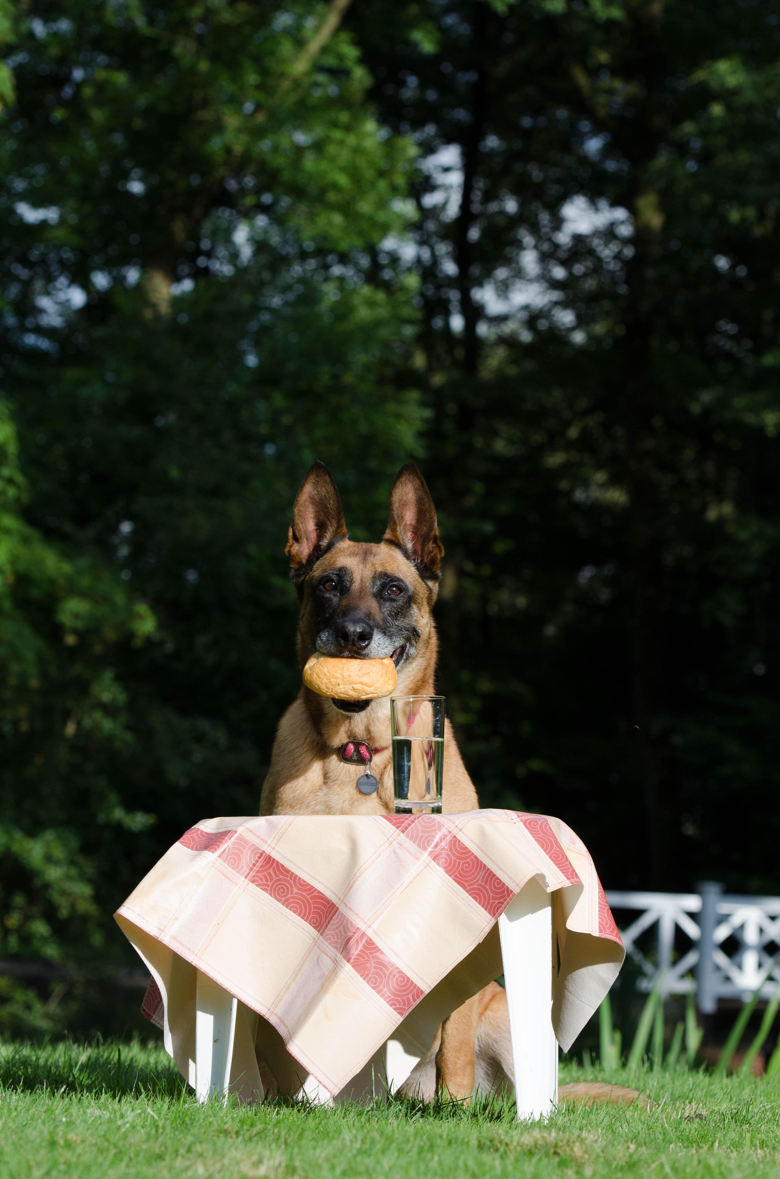 malinois, belgian shepherd dog, picnic