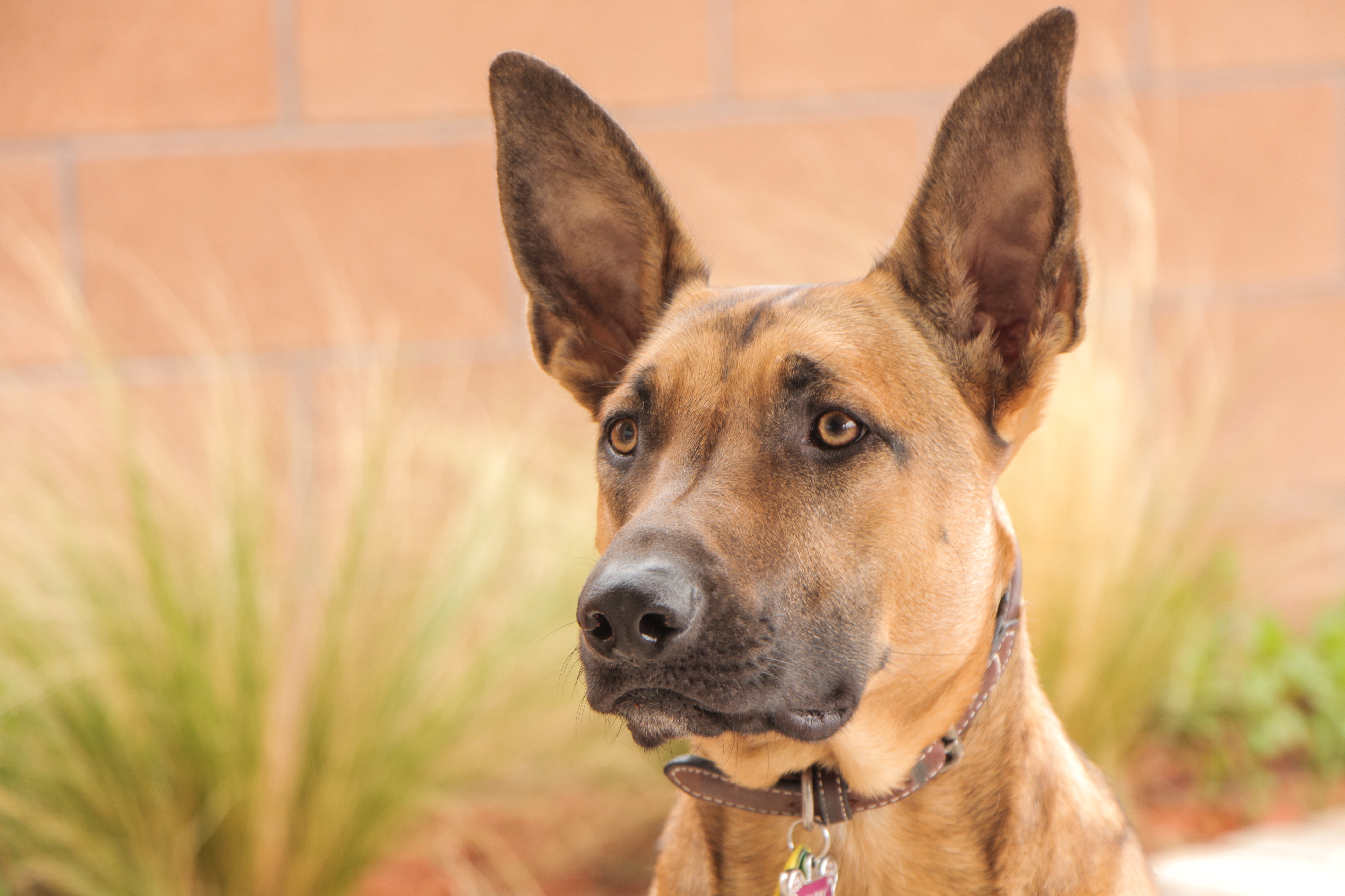 malinois, dog, belgian malinois