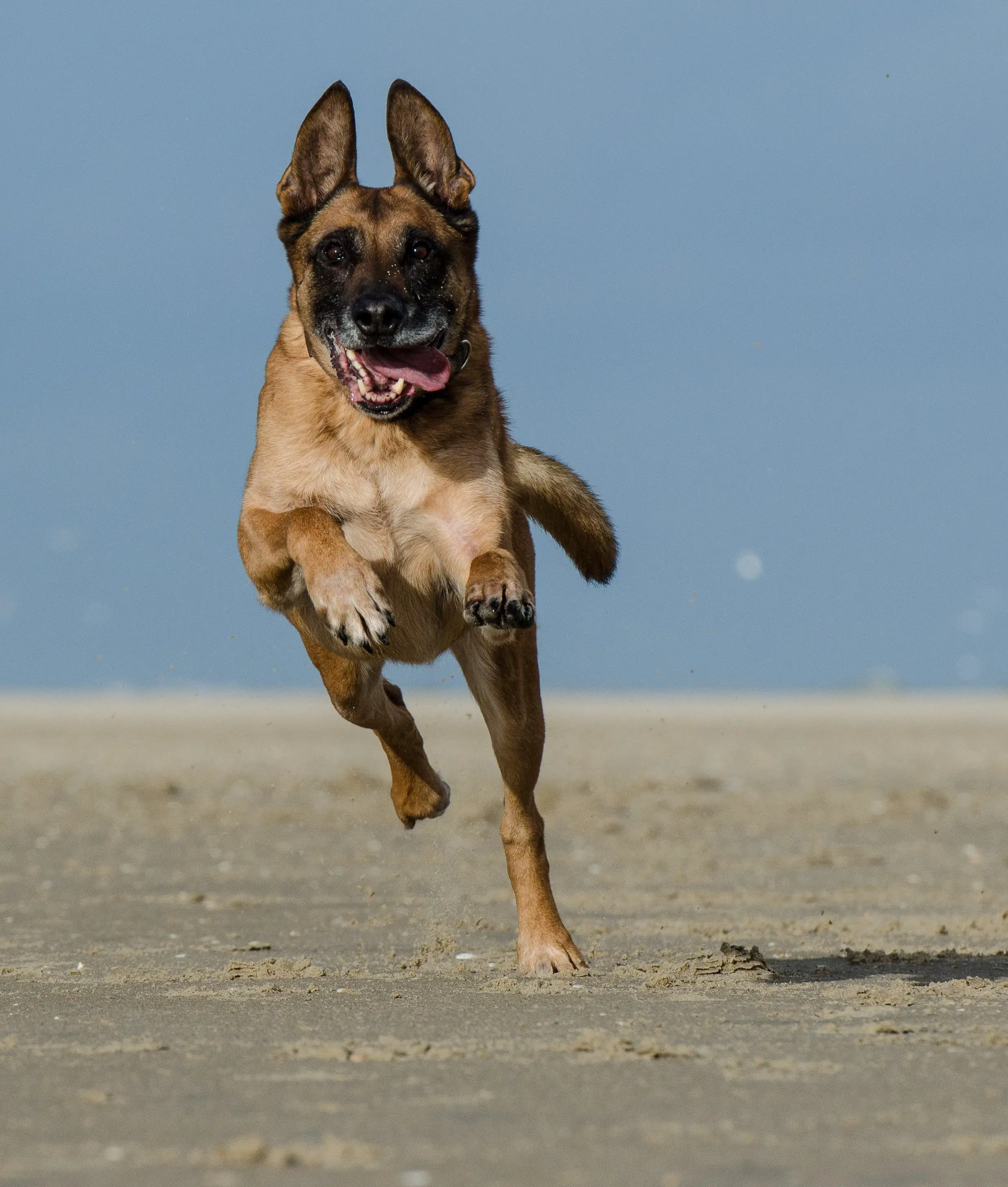 malinois, running dog on the beach, belgian shepherd dog
