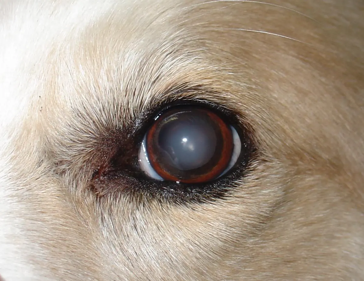 Symptoms and causes of cloudy eyes in dogs- 5 Best Preventions!