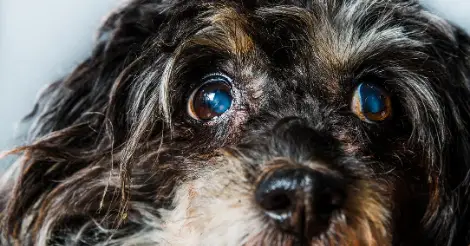 cloudy eyes in dogs