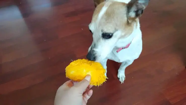 can dogs eat mangoes