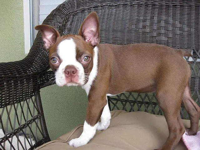 red boston terrier