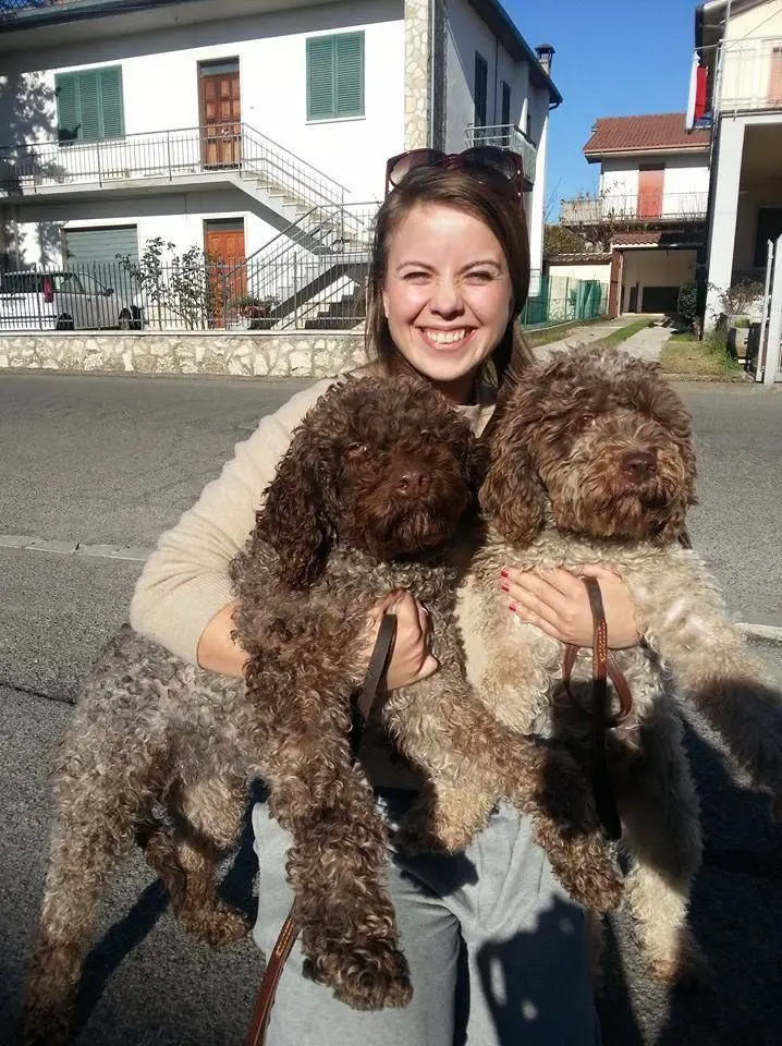 lagotto romagnolo puppies