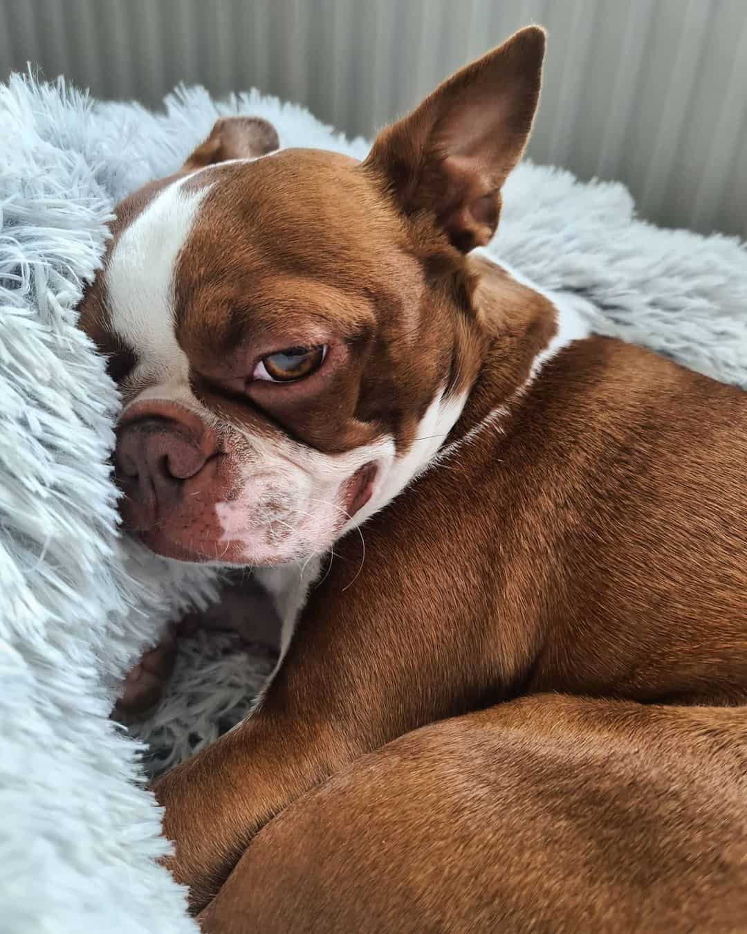 red boston terrier