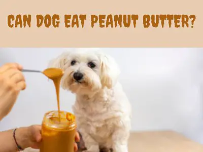 can puppies have peanut butter