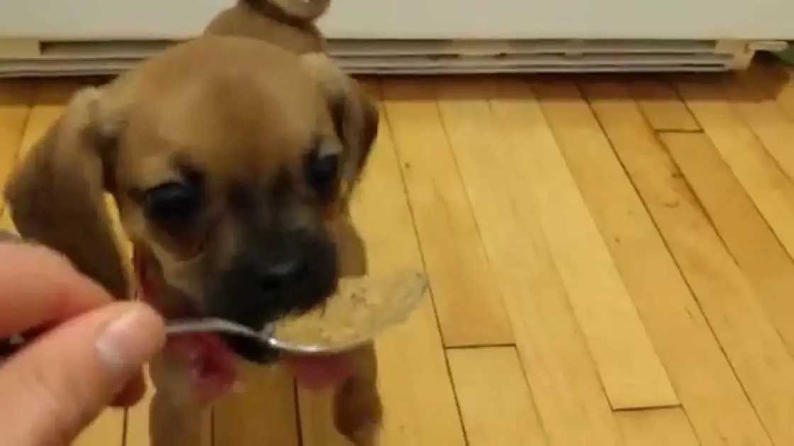 can puppies have peanut butter