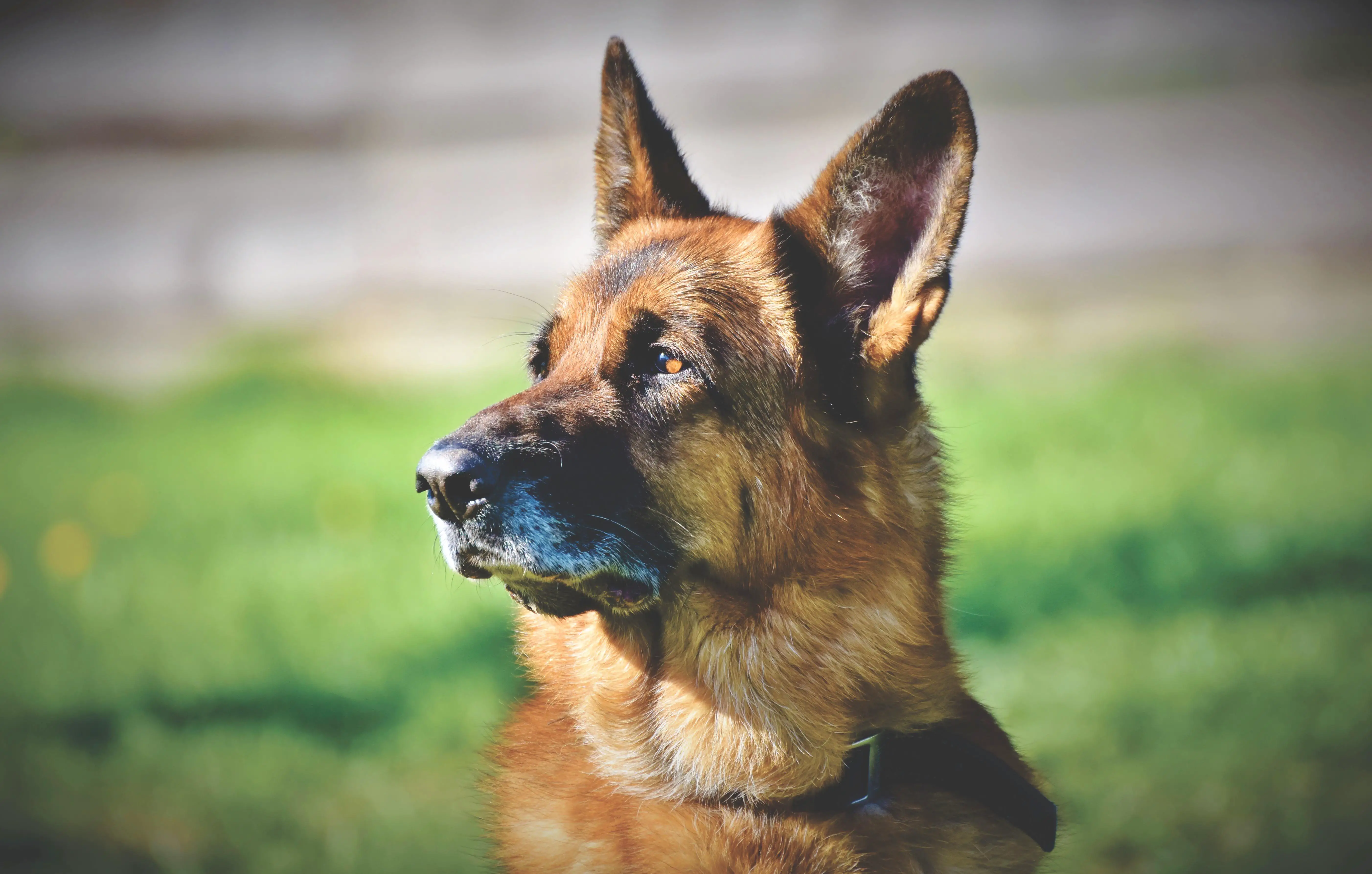 how far can dogs hear shepherd dog, german shepherd dog, old german shepherd dog