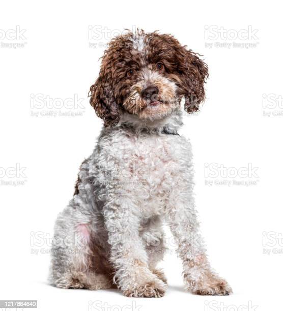 Lagotto romagnolo puppies