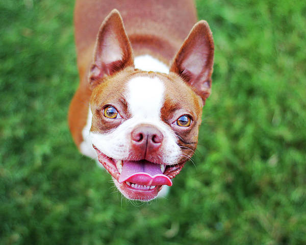 red boston terrier