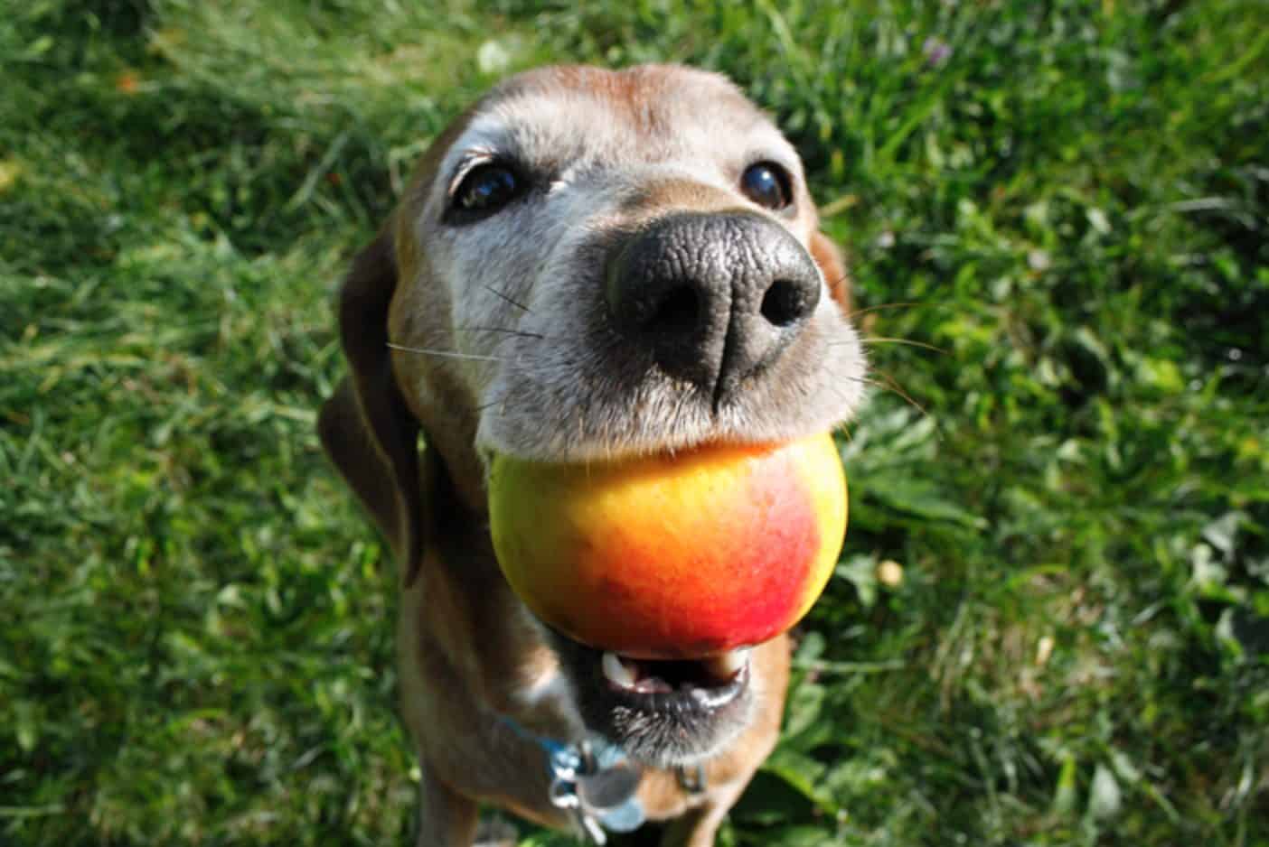 can dogs eat blackberries