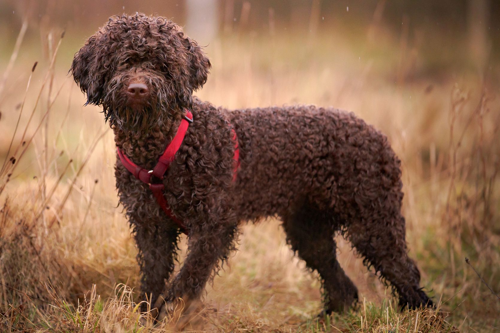 lagotto romagnolo puppies