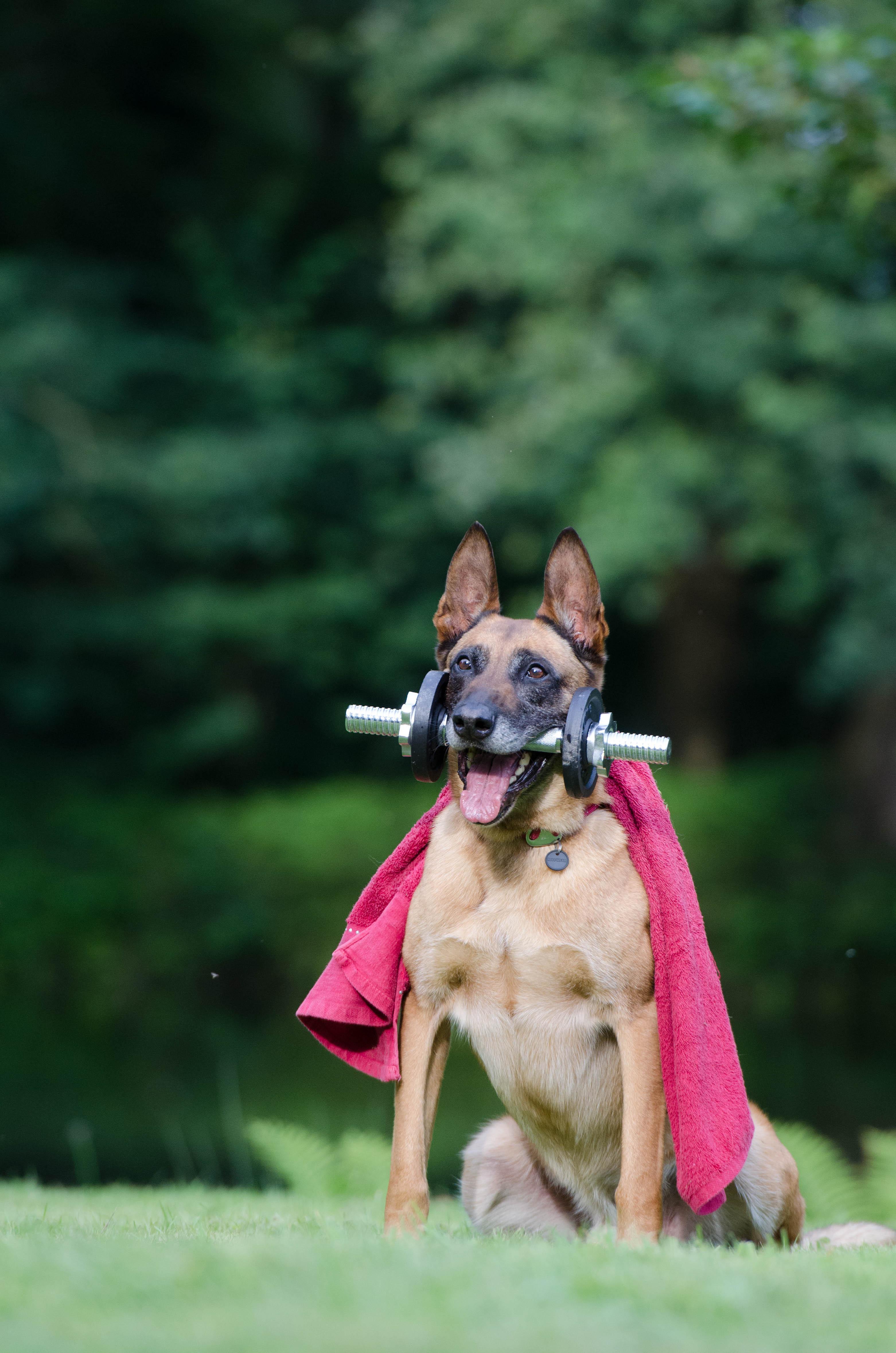 trick, dog trick, military belgian malinois