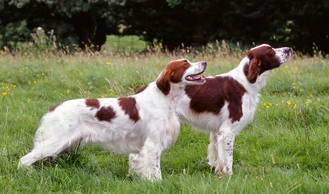 irish red and white setter