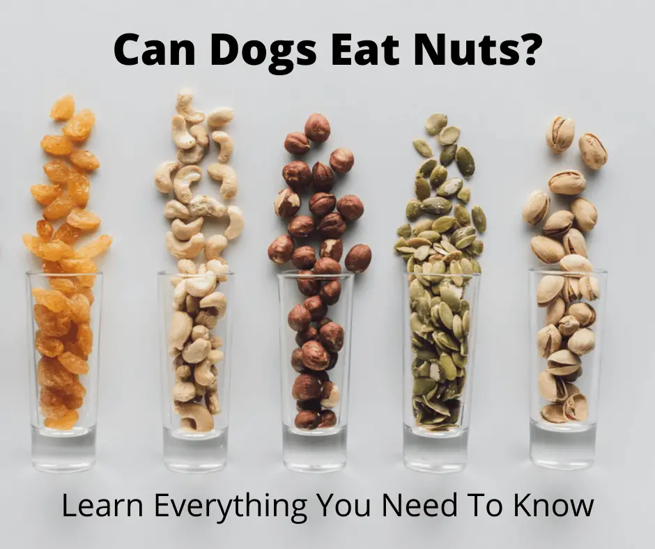 can dogs eat nuts