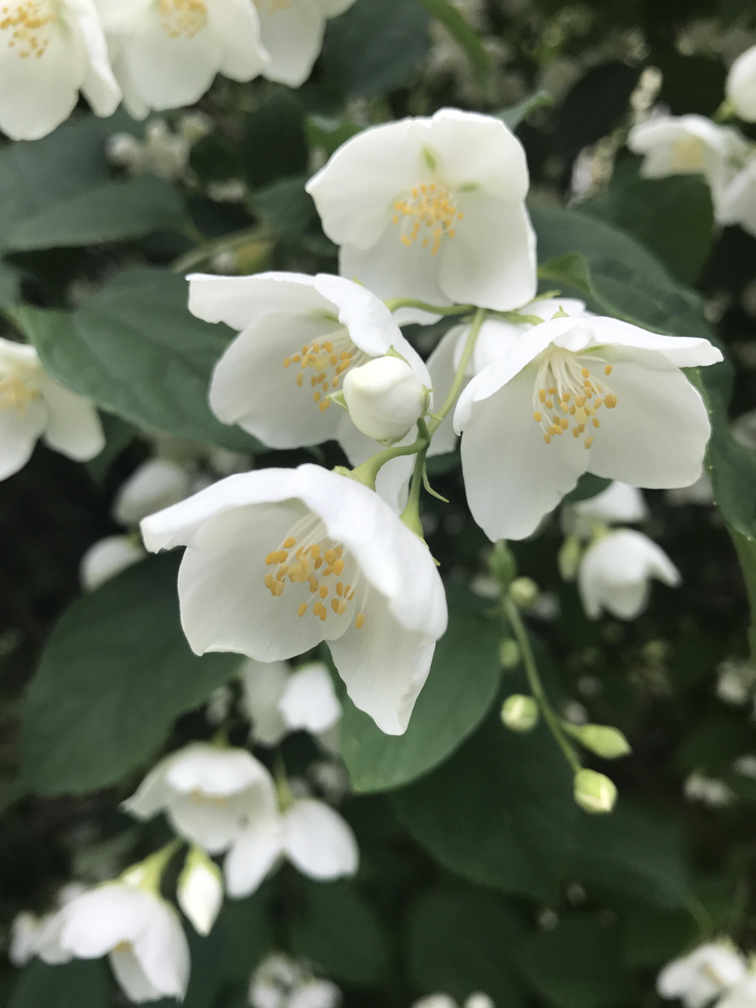 jasmine, mock orange, summer