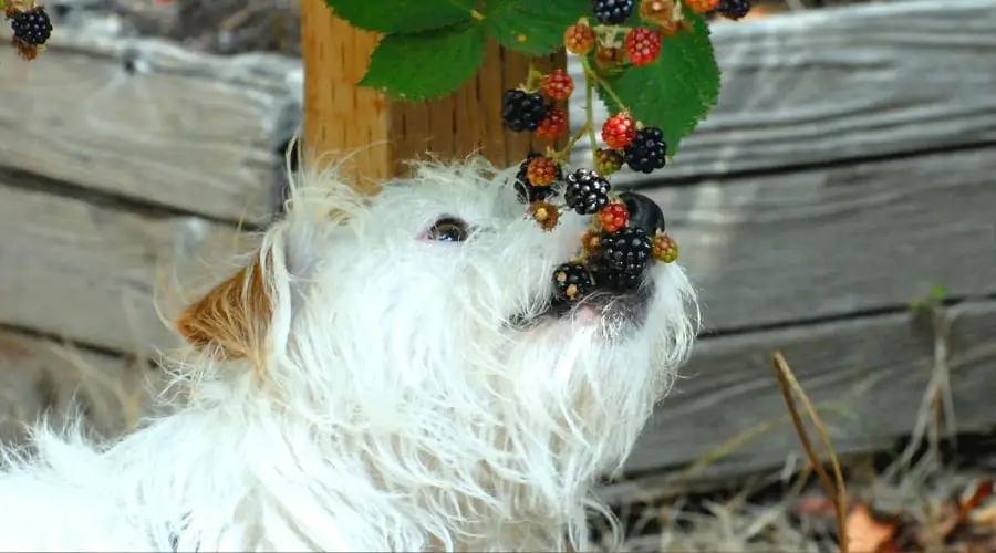 can dogs eat bell pepper