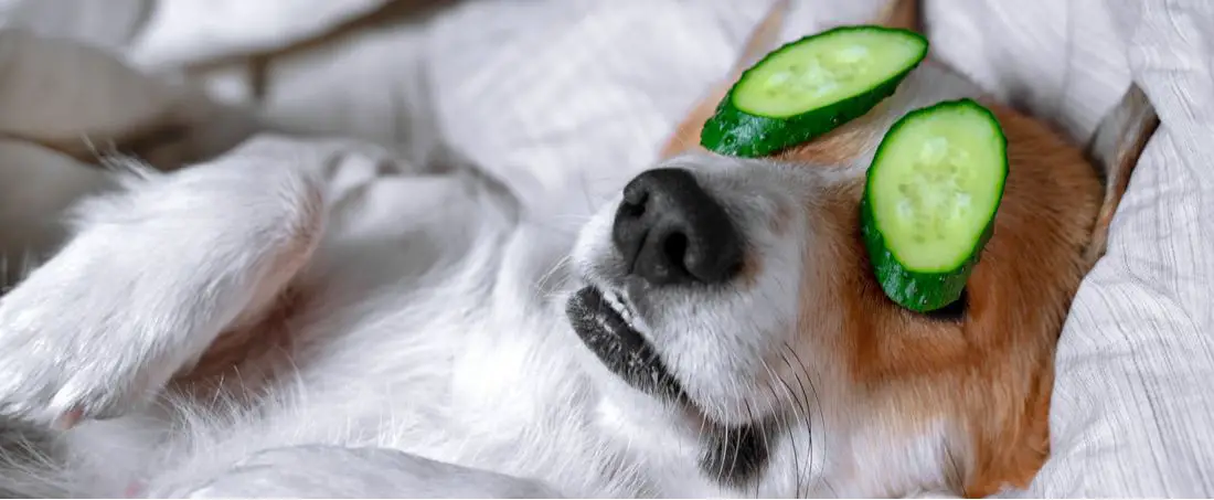 can dogs eat cucumber