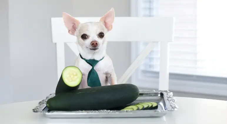 can dogs eat cucumbers