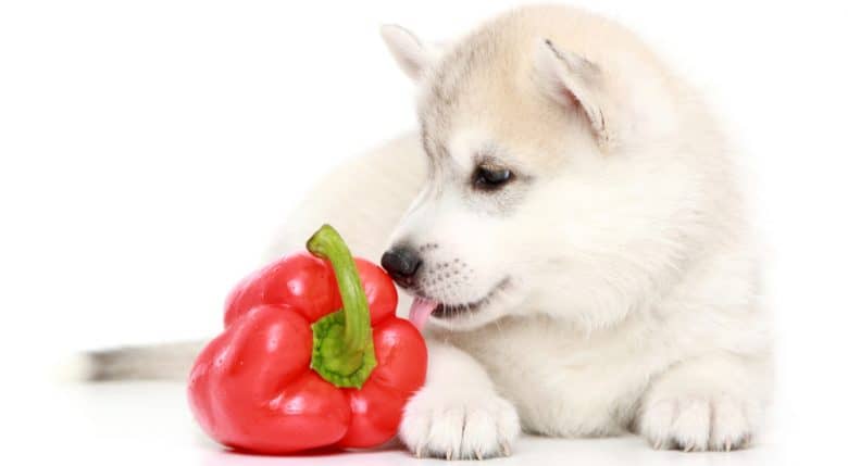 can dogs eat bell pepper