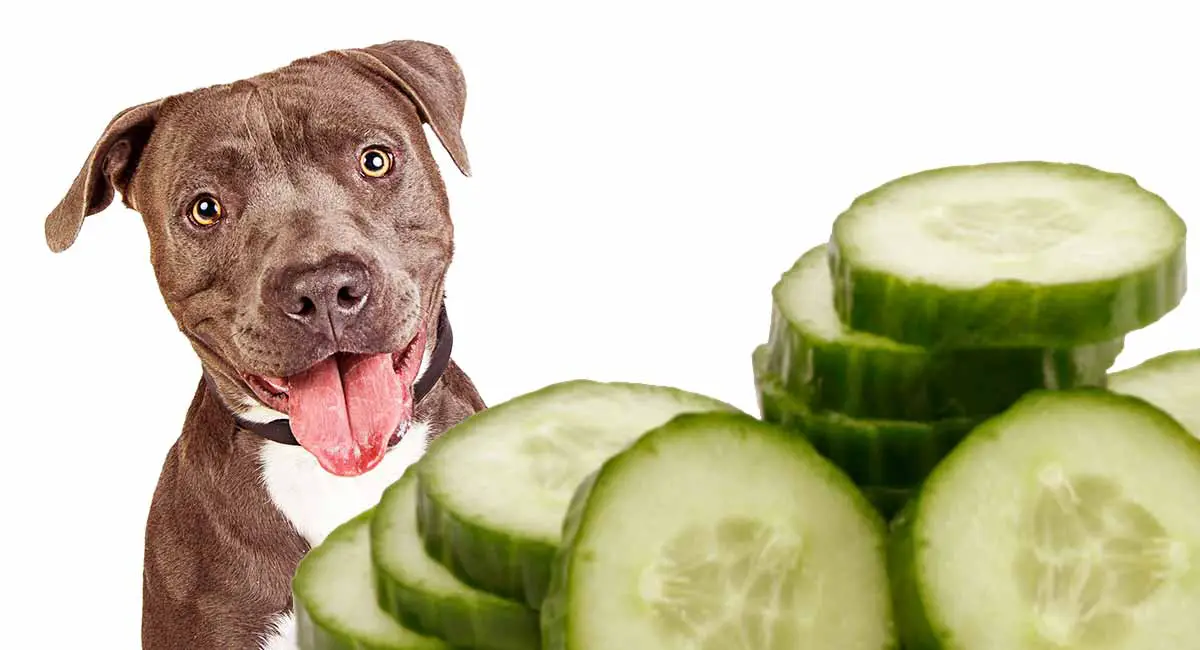 can dogs eat bell pepper