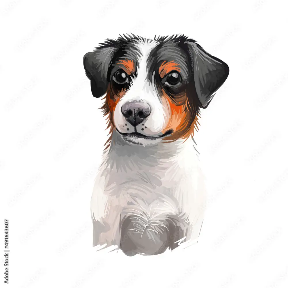 Danish Swedish Farmdog, Scanian terrier dog digital art illustration isolated on white background. Denmark and Sweden origin guarding dog. Cute pet hand drawn portrait. Graphic clip art design.